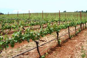 Шпалерный трос для виноградников и кустов